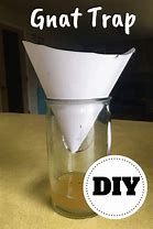 Image result for Gnat Trap Indoor