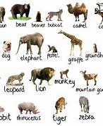 Image result for Hangman Animals
