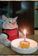 Image result for cats birthday gifs memes