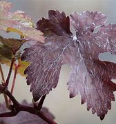 Image result for Vitis vinifera Purpurea