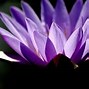 Image result for Lotus Phone