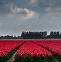 Image result for Beautiful Spring Images Mountains Netherlands