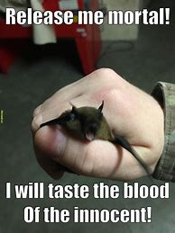 Image result for Bat Meme Animal