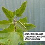 Image result for Apple Tree Leaves Turning Black