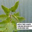 Image result for Apple Tree Leaf Curl