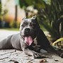 Image result for Patterdale Terrier Pitbull Mix