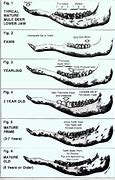 Image result for Whitetail Deer Aging Chart
