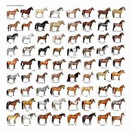 Image result for All Horse Breeds