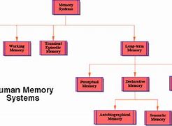 Image result for Human Memory Storage