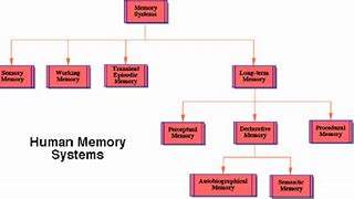 Image result for Human Memory Storage
