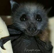 Image result for Cute Bat PFP