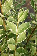 Image result for Ligustrum oval. Argenteum