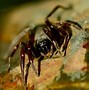 Image result for Spiders Australia Outback QLD