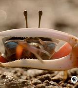 Image result for Crab Claw Flower
