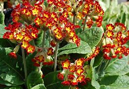 Image result for Primula veris Sunset Shades