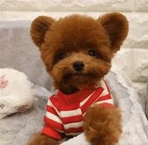 Image result for Cutest Puppies Ever