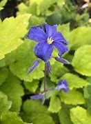 Image result for New Love Clematis Shrub