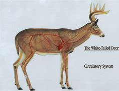 Image result for Deer Foot Anatomy