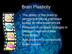 Image result for Brain Plasticity