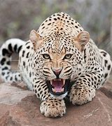 Image result for Leopard and Cheetah Mix