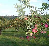 Image result for Apple Hill Farm Concord NH