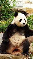 Image result for Panda Sitting Up