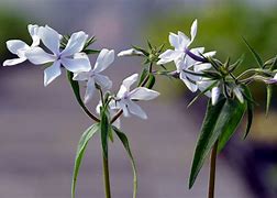 Image result for Phlox divaricata White Perfume