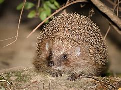 Image result for What Is a Hedgehog