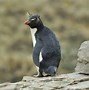 Image result for Take Picture of Penguin in Antarctica