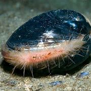 Image result for Ocean Quahog Taxonomic Picture