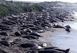 Image result for Elephant Seal Beach Cambria CA