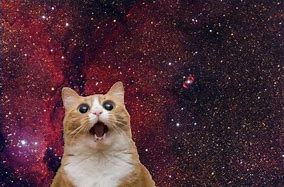 Image result for Galaxy Cat Meme with Sun Glasses