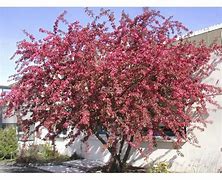 Image result for Malus Courtarou