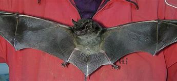 Image result for Iowa Bats