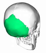 Image result for Occipital Bone