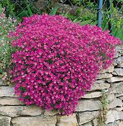 Image result for Ground Cover Red Leafy Plants