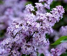 Image result for Netherlands Lilac Flowers
