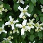 Image result for Pruning Clematis Vines