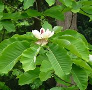 Image result for MAGNOLIA OBOVATA PURPUREA