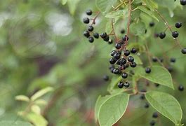 Image result for Tree with Dark Purple Berries