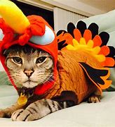 Image result for Cute Cat Happy Thanksgiving