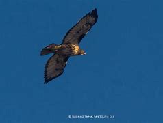 Image result for Buteo ventralis