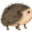 Image result for Cutest Animal Names