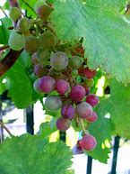 Image result for Growing Grapes in Pots