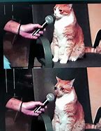 Image result for Cat Meme Sad Face Crying