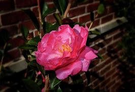 Image result for Camellia sasanqua Rose de Segur