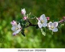 Image result for Flowers of a Gala Apple Tree