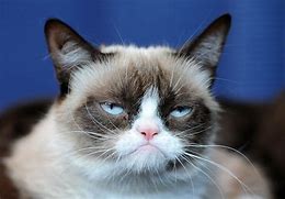 Image result for Grumpy Cat Jpg