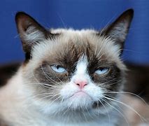 Image result for Grumpy Kitten