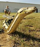 Image result for Biggest Snake in the World Guinness